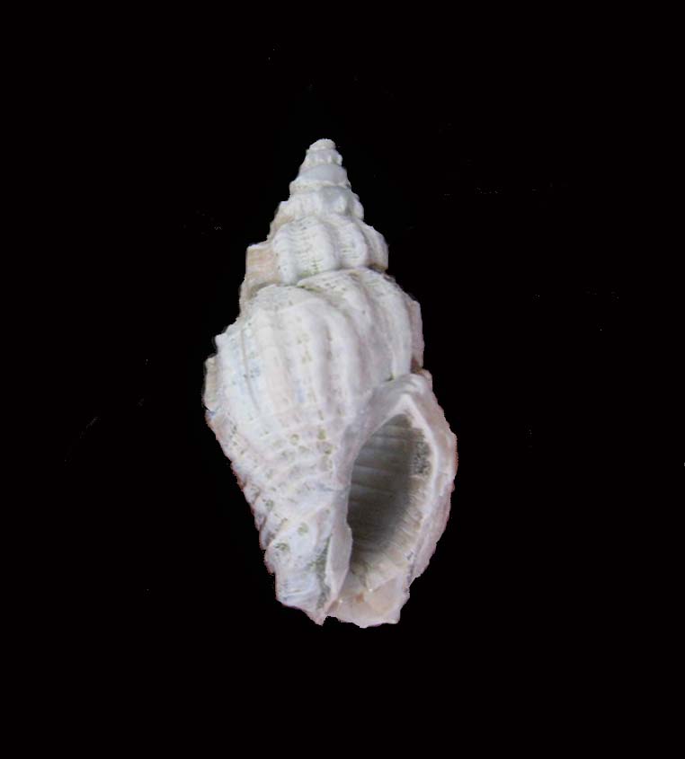 Phos polygonum (Brocchi, 1814) - Pliocene